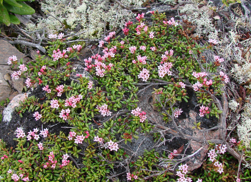 Image of Loiseleuria procumbens specimen.