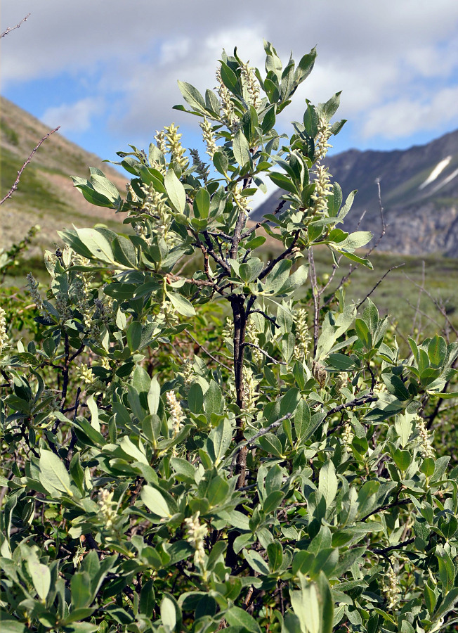 Image of Salix glauca specimen.