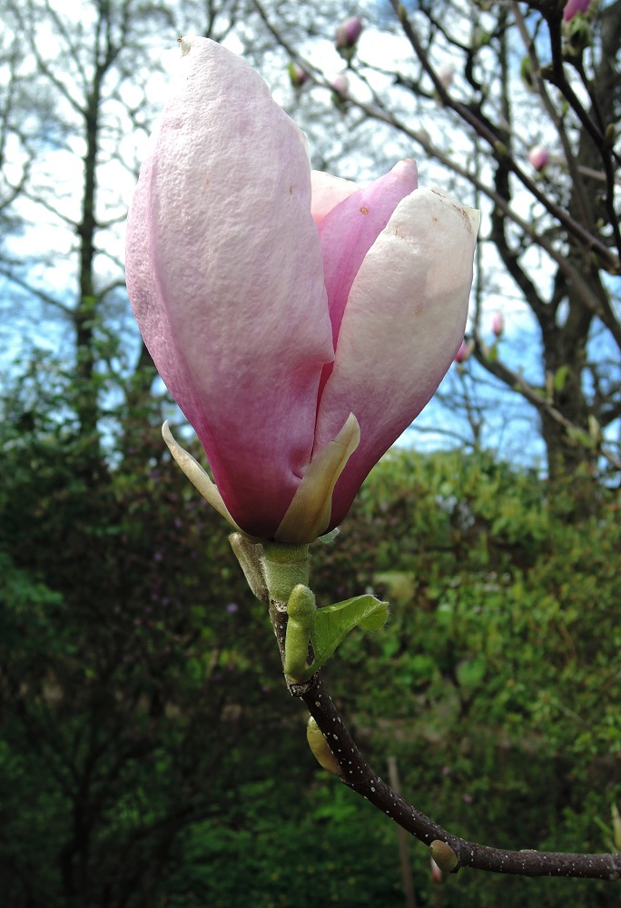 Image of Magnolia &times; soulangeana specimen.