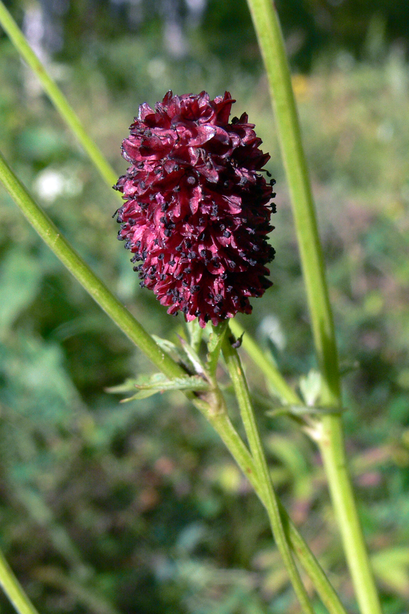 Image of Sanguisorba officinalis specimen.