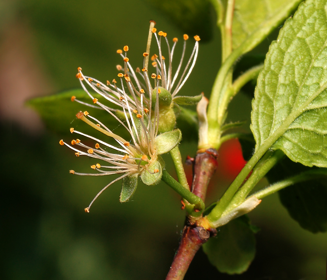 Изображение особи Prunus domestica.