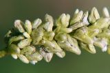 Persicaria lapathifolia. Часть соплодия. Санкт-Петербург. 31.07.2009.