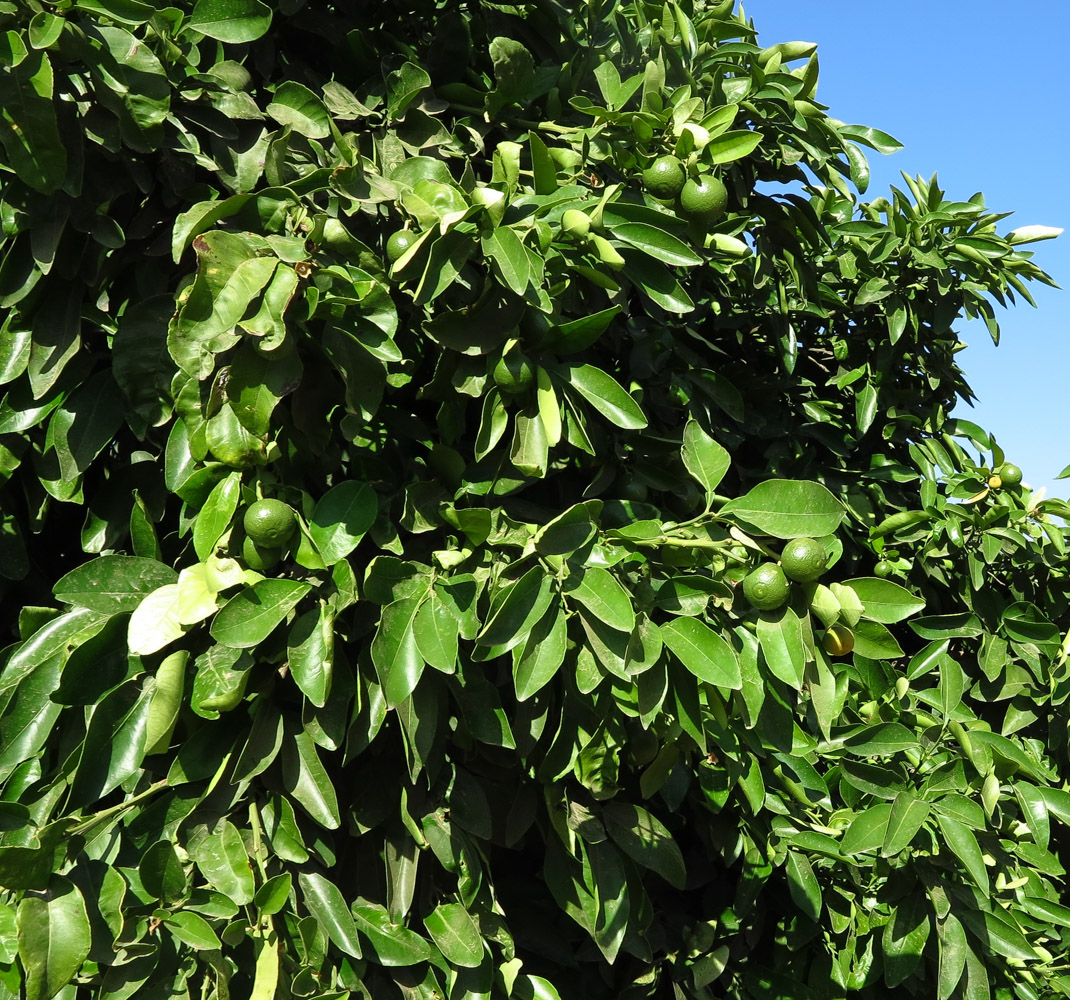 Image of Citrus &times; paradisi specimen.