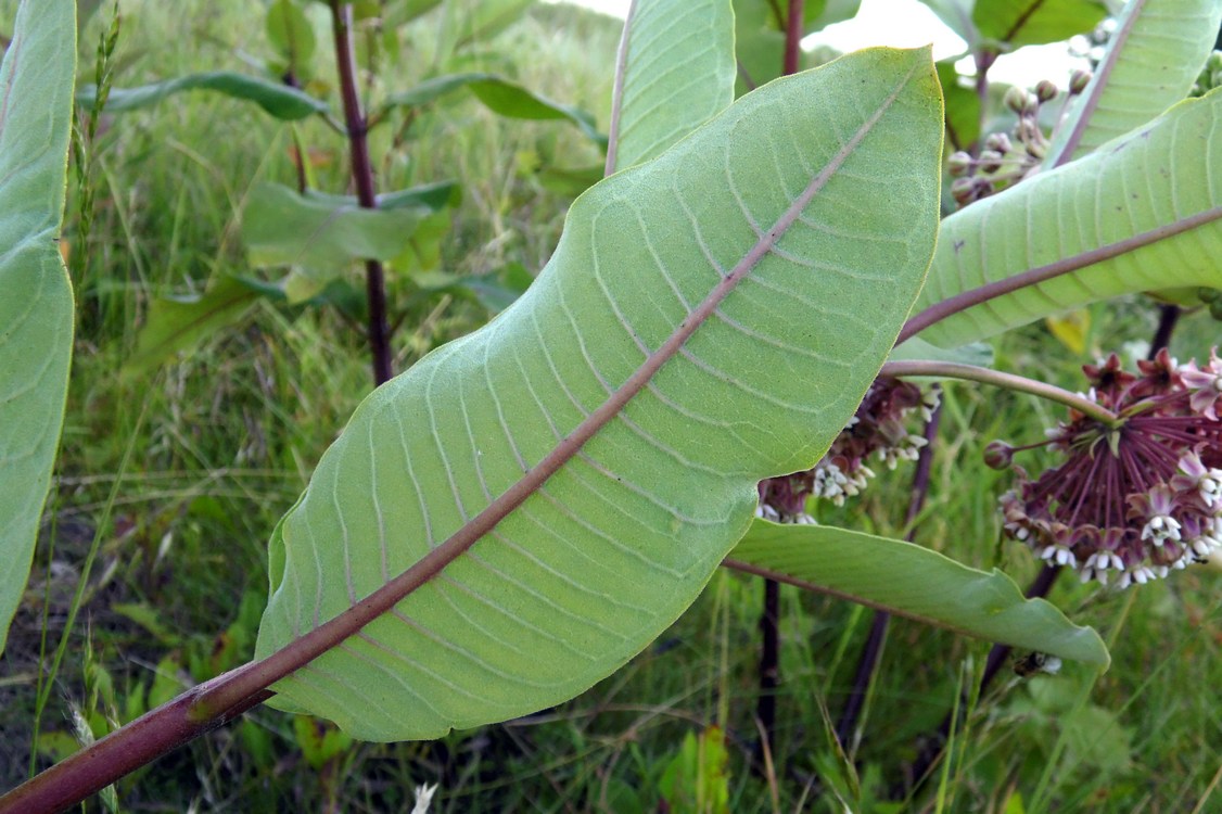 Изображение особи Asclepias syriaca.