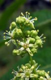 Ailanthus altissima