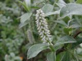 Salix glauca