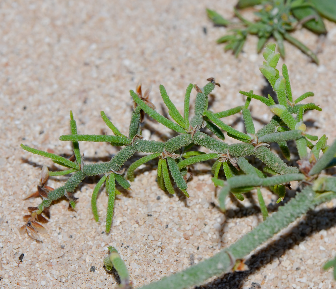 Image of Limonium papillatum specimen.