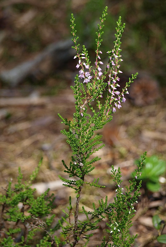 Image of Calluna vulgaris specimen.