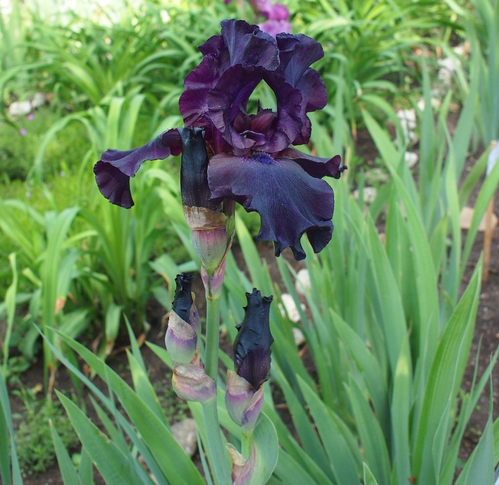 Image of Iris &times; hybrida specimen.