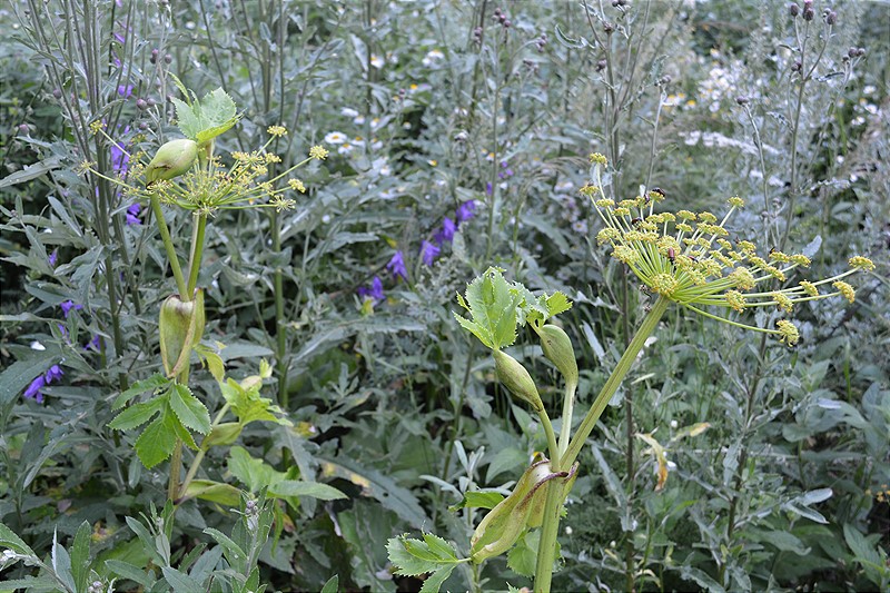 Image of Angelica sachokiana specimen.