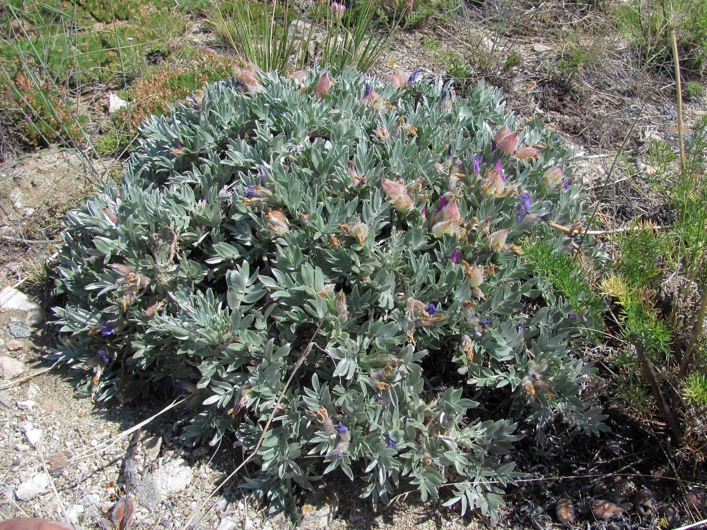 Изображение особи Oxytropis tragacanthoides.