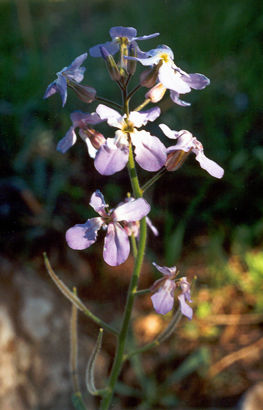 Изображение особи Hesperis steveniana.