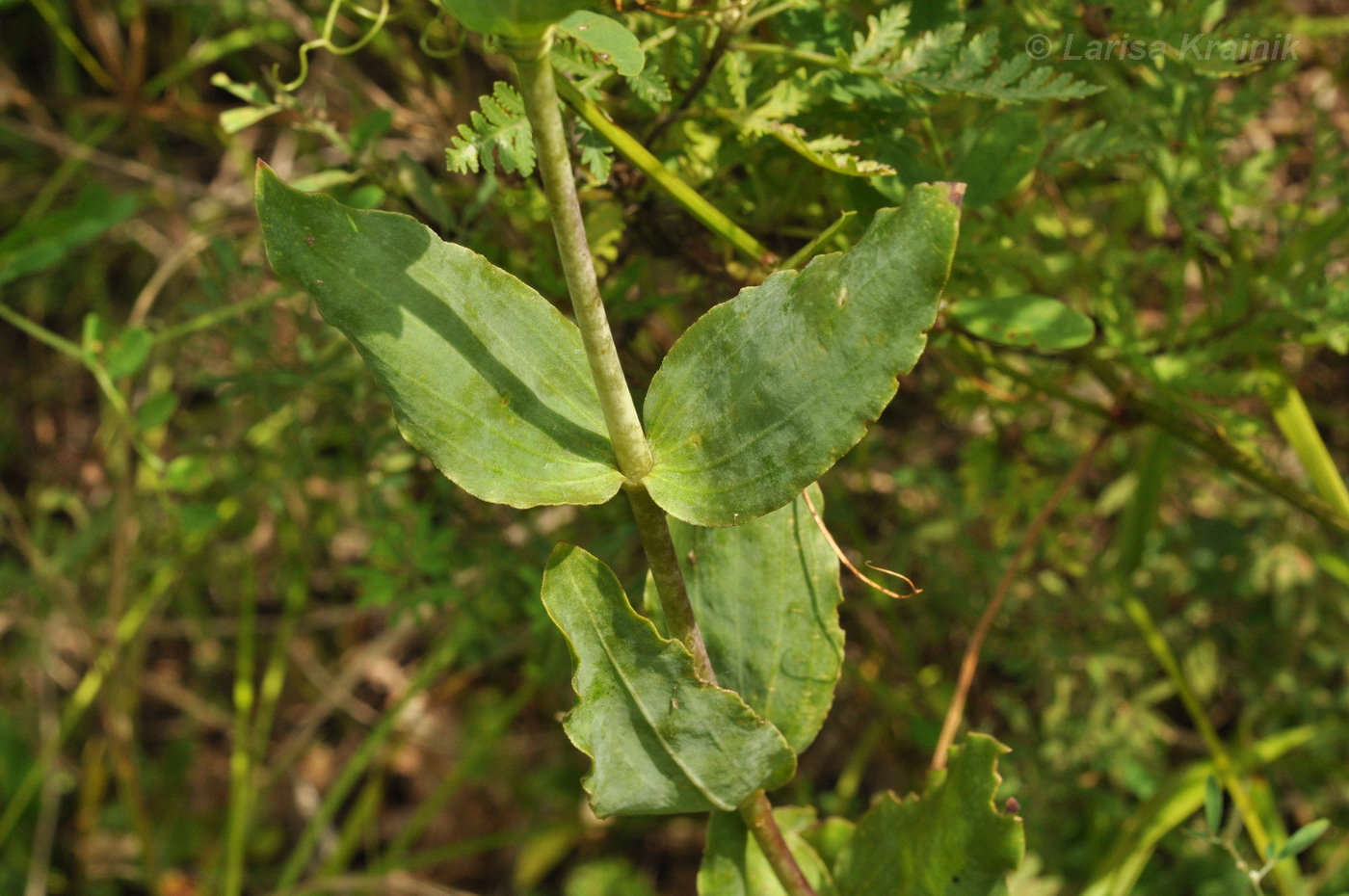 Image of Gypsophila pacifica specimen.