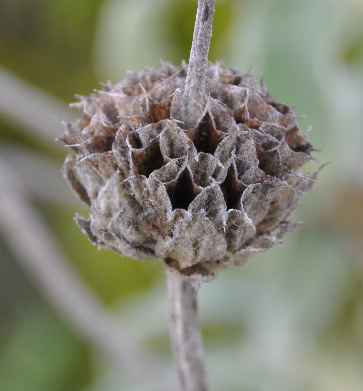 Изображение особи Phlomis fruticosa.