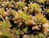 genus Sphagnum. Верхушки гаметофитов. Окр. Архангельска, болото. 26.05.2012.