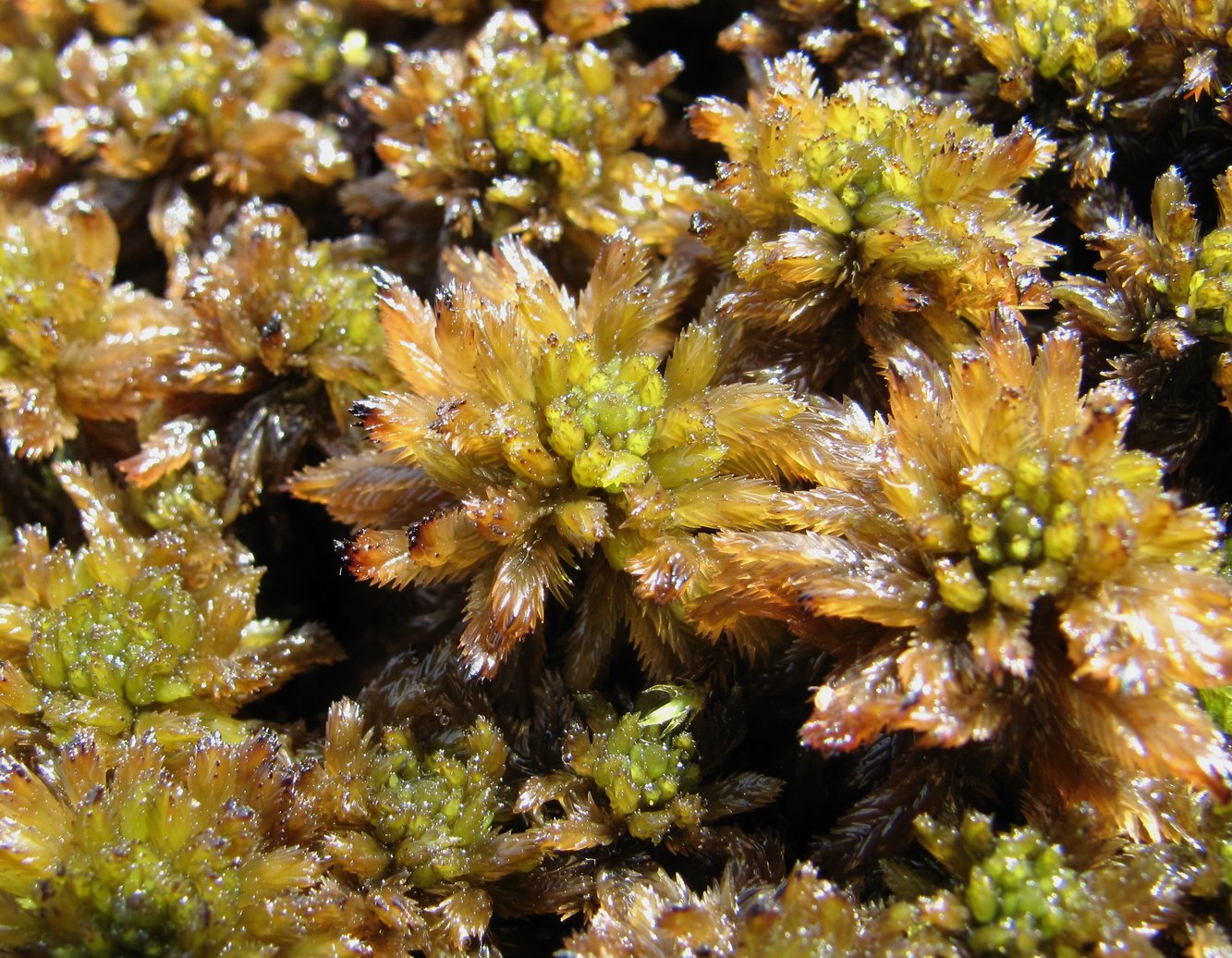 Image of genus Sphagnum specimen.