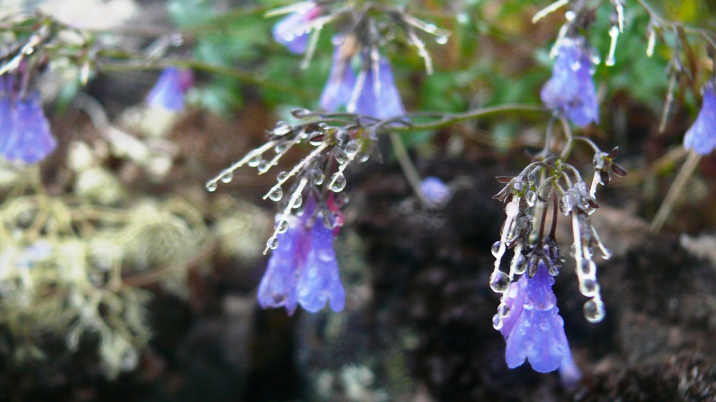 Image of Mertensia rivularis specimen.