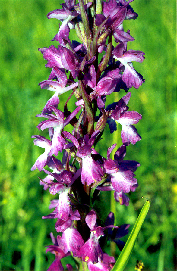 Image of Anacamptis laxiflora ssp. elegans specimen.