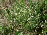 Galium uliginosum. Цветущее растение. Иркутская обл., Иркутский р-н, окр. с. Смоленщина, луг. 25.06.2015.