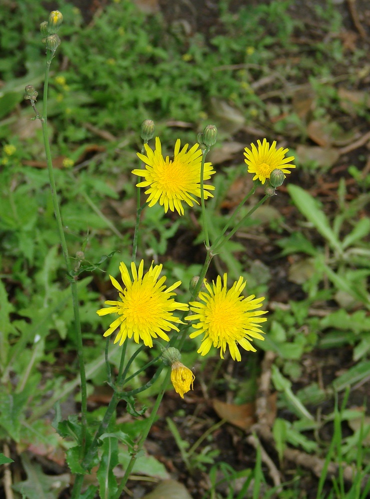 Image of Sonchus oleraceus specimen.