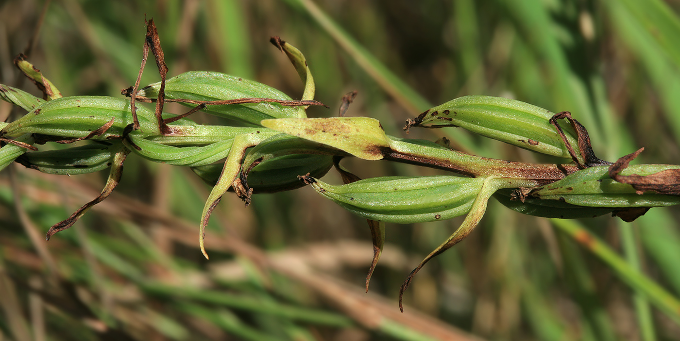 Image of Platanthera metabifolia specimen.