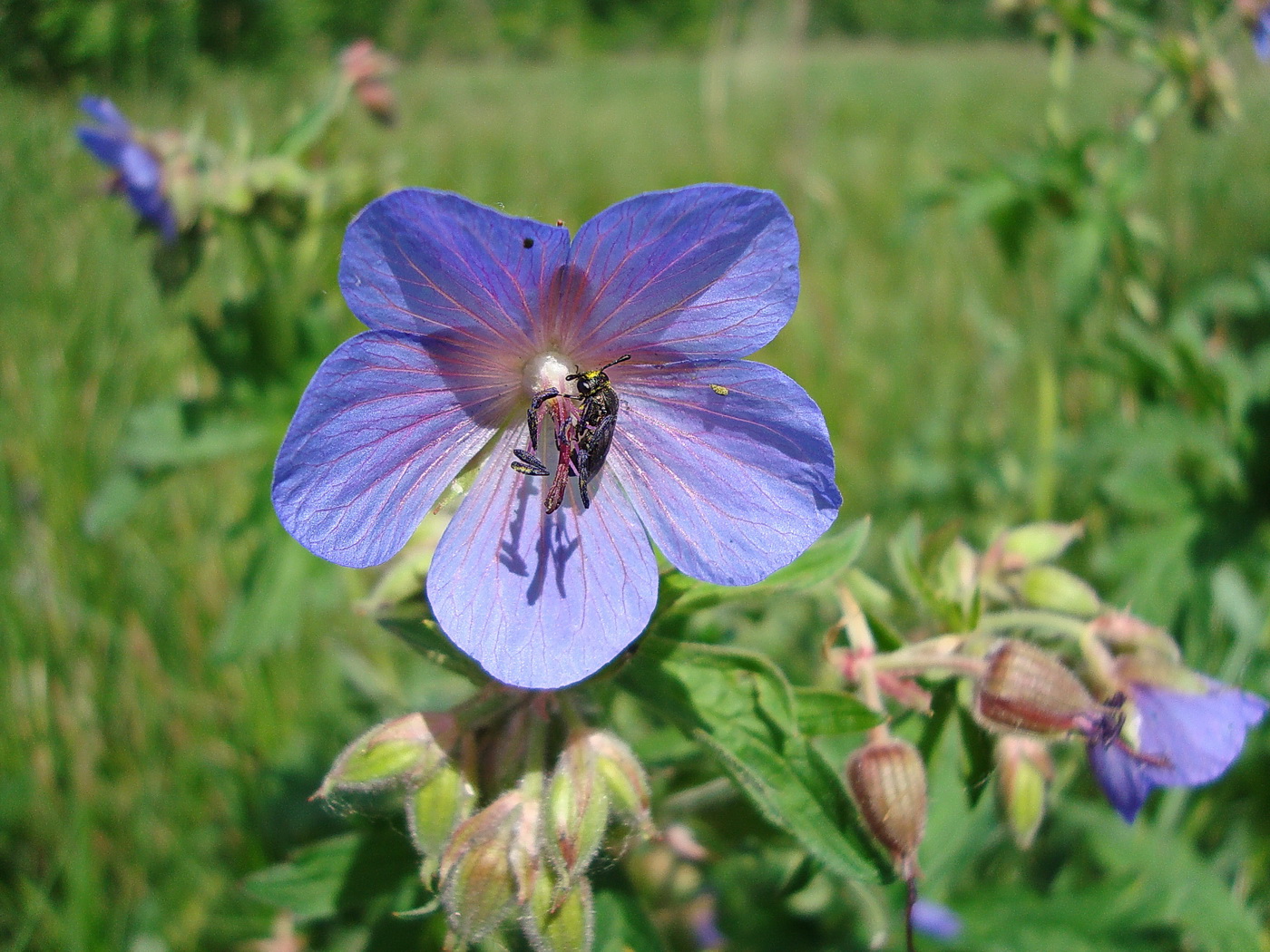 Image of Geranium pratense specimen.