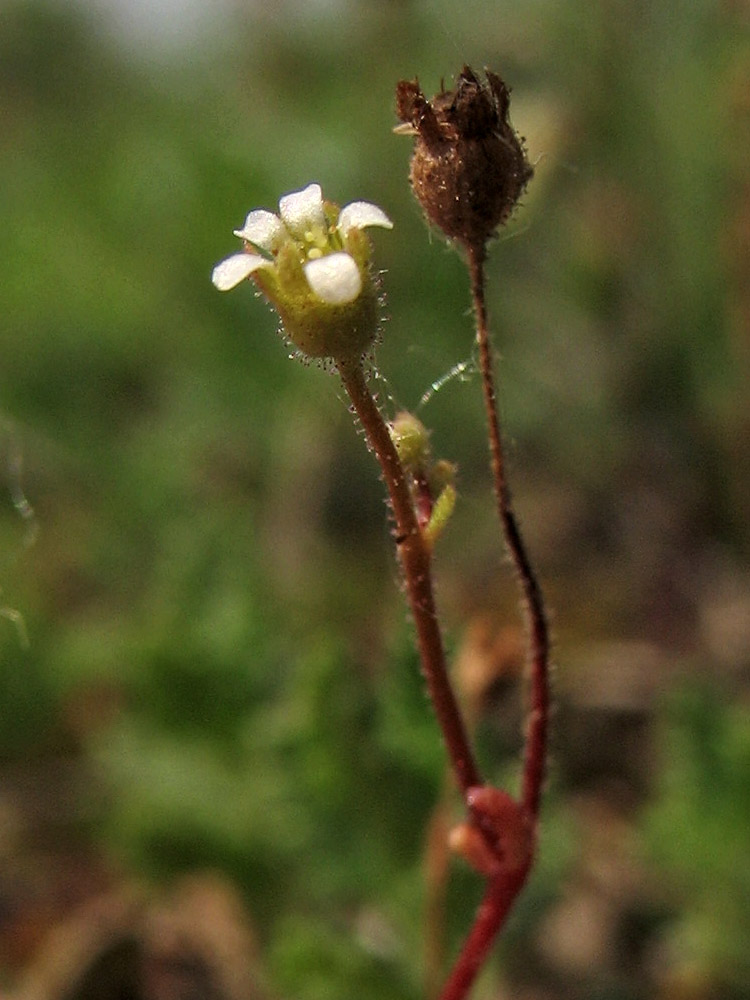 Image of Saxifraga tridactylites specimen.