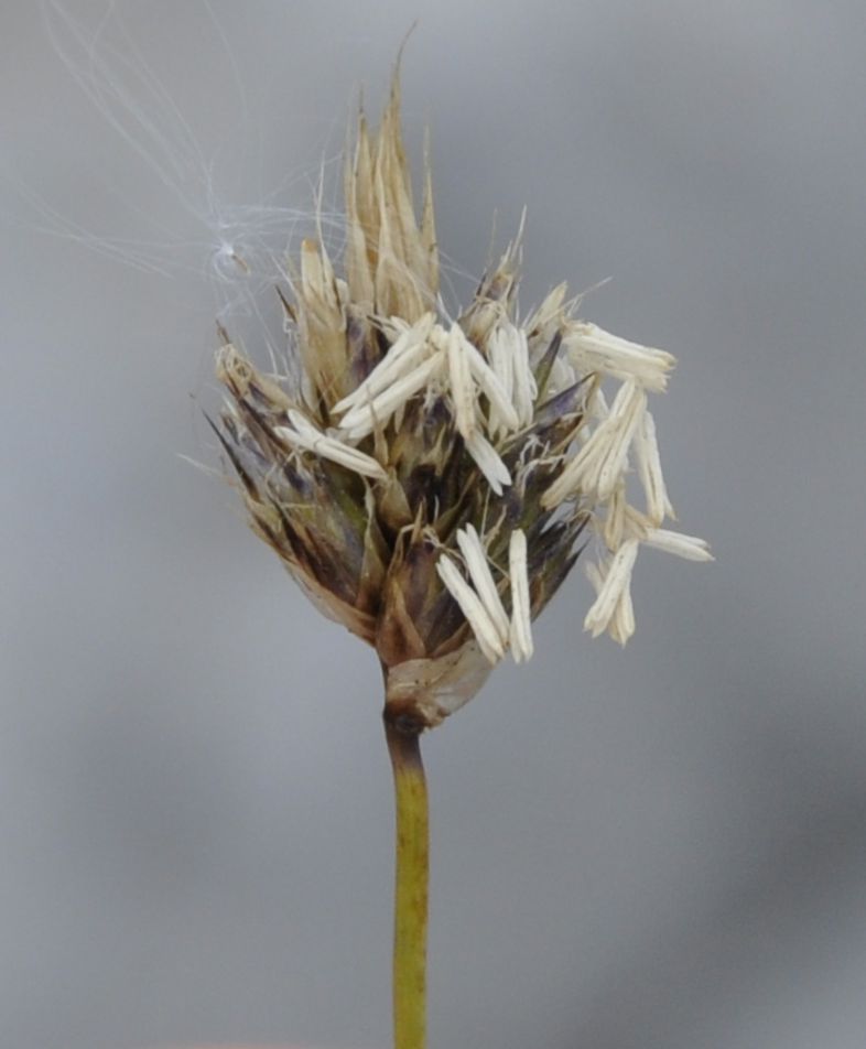 Image of Sesleria tenerrima specimen.