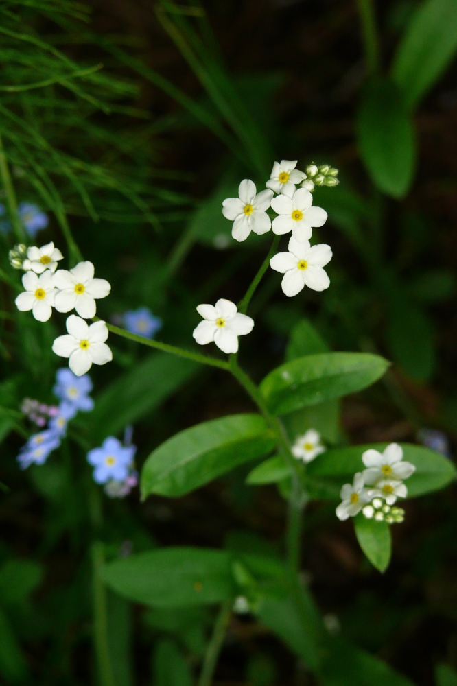 Изображение особи Myosotis sylvatica.