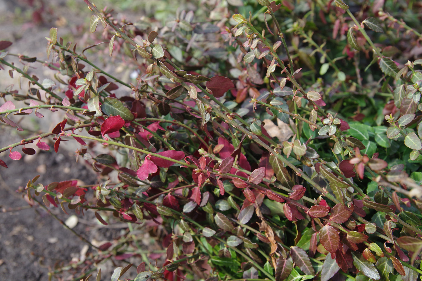 Image of Euonymus fortunei specimen.