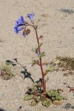 Phacelia campanularia. Цветущее растение. США, Калифорния, Joshua Tree National Park, пустыня Колорадо. 01.03.2017.