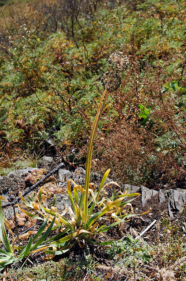 Image of Allium nutans specimen.