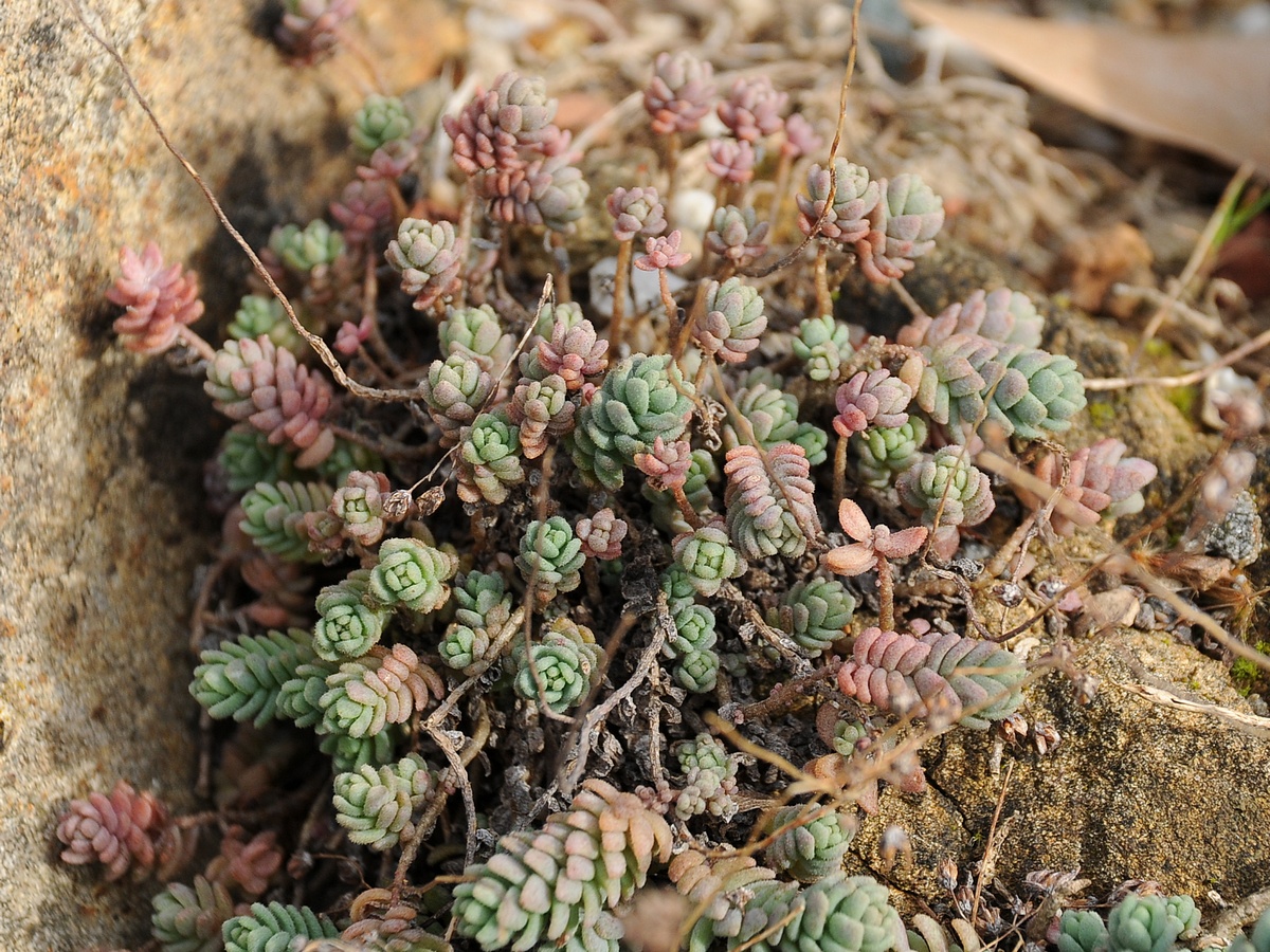 Image of Sedum dasyphyllum specimen.