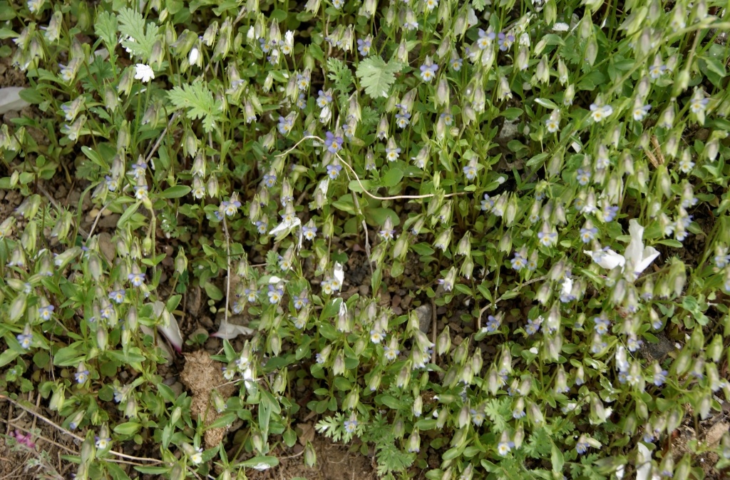 Изображение особи Viola occulta.