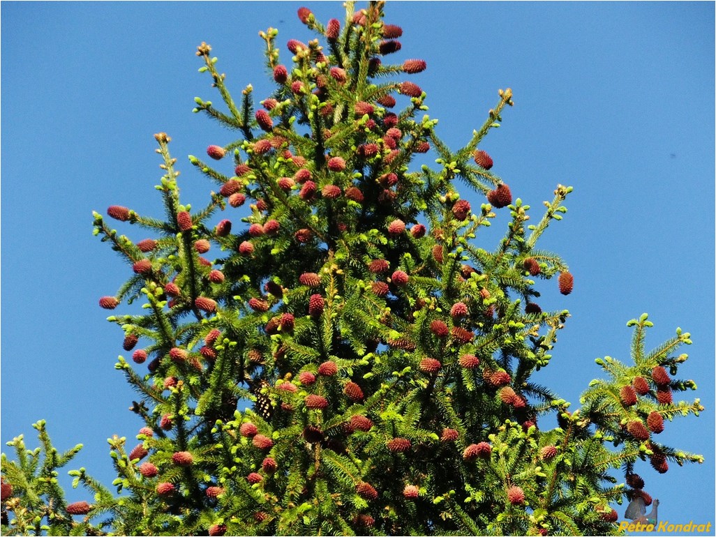 Image of Picea abies specimen.