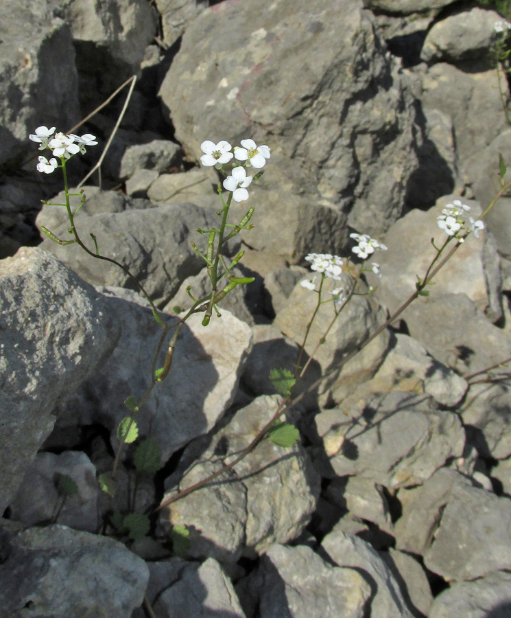 Image of Sobolewskia sibirica specimen.