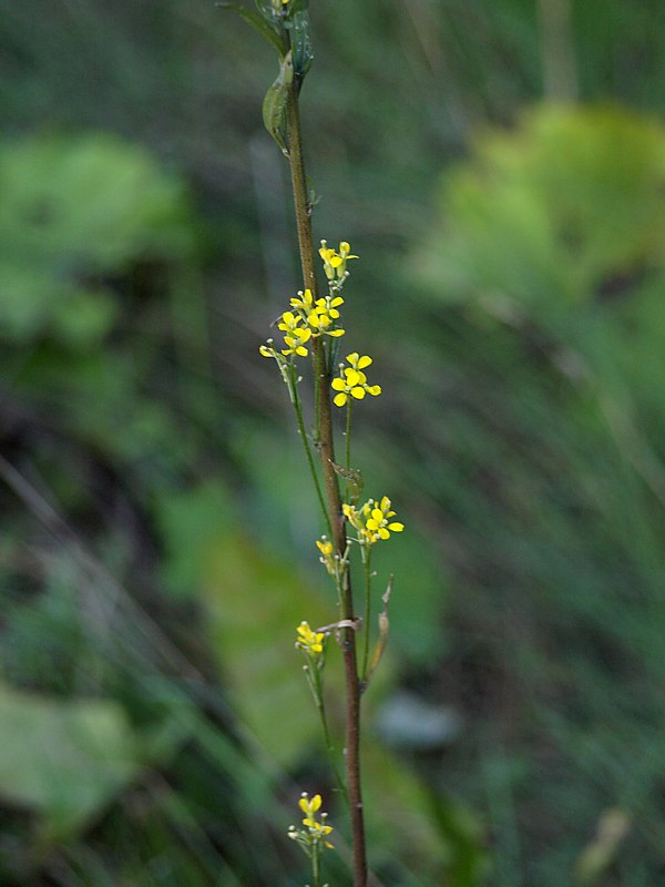 Image of Erysimum hieraciifolium specimen.