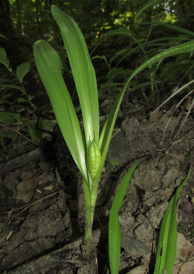 Image of Colchicum umbrosum specimen.