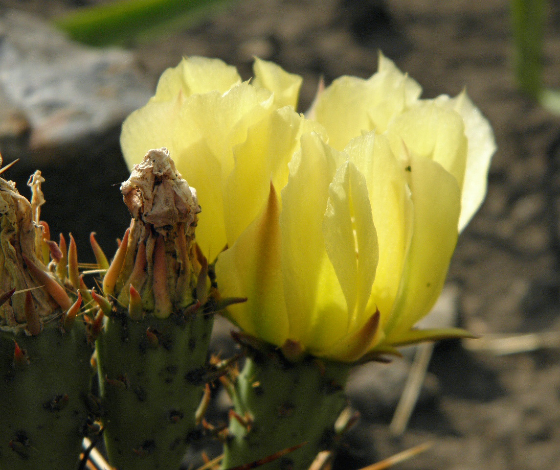 Изображение особи Opuntia phaeacantha var. camanchica.