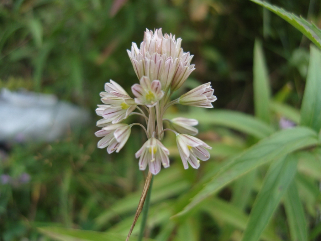 Изображение особи Allium kunthianum.