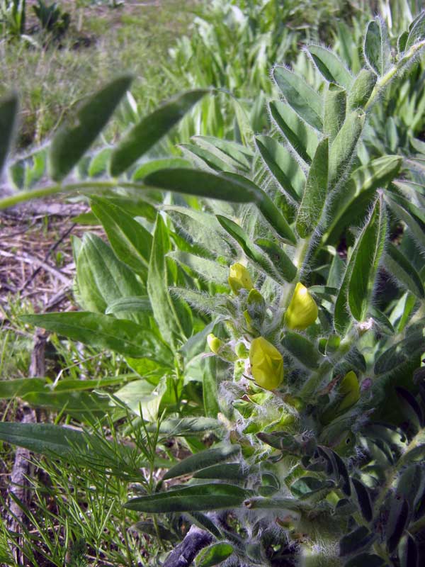 Image of Astragalus sieversianus specimen.