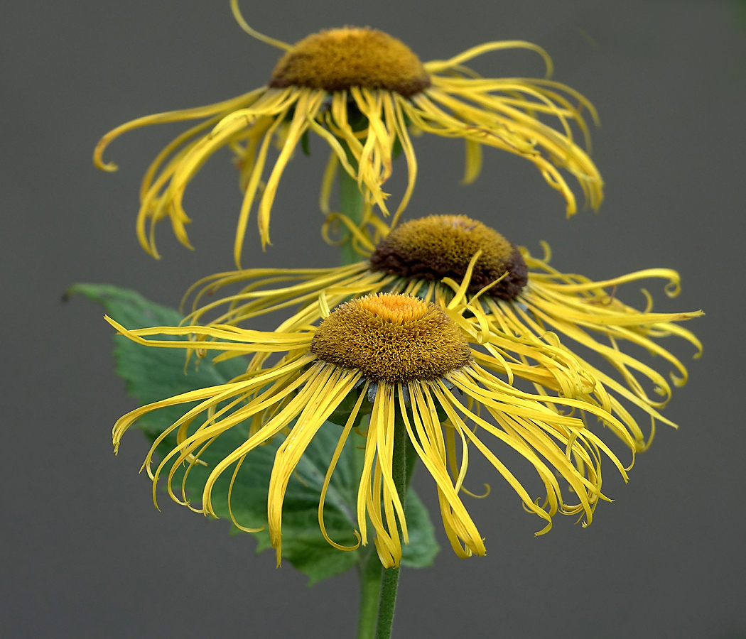 Изображение особи Telekia speciosa.