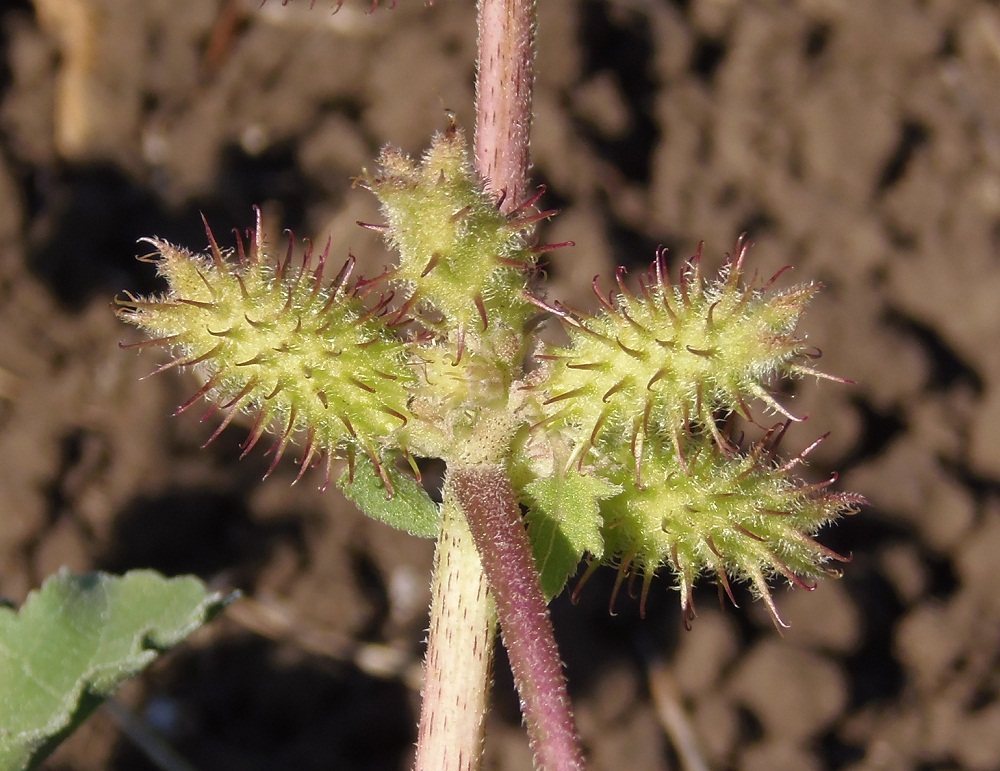 Image of Xanthium orientale specimen.