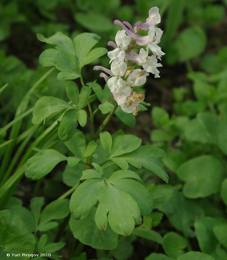 Изображение особи Corydalis marschalliana.