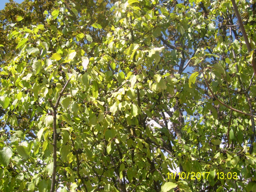 Image of Rhamnus cathartica specimen.