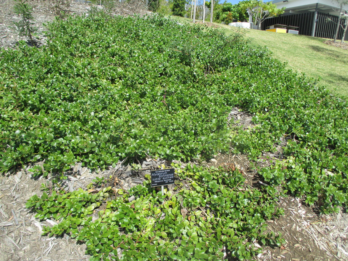 Image of Myoporum boninense specimen.