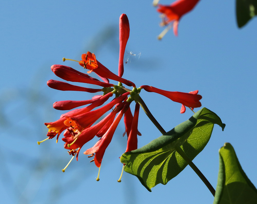 Image of Lonicera dioica specimen.