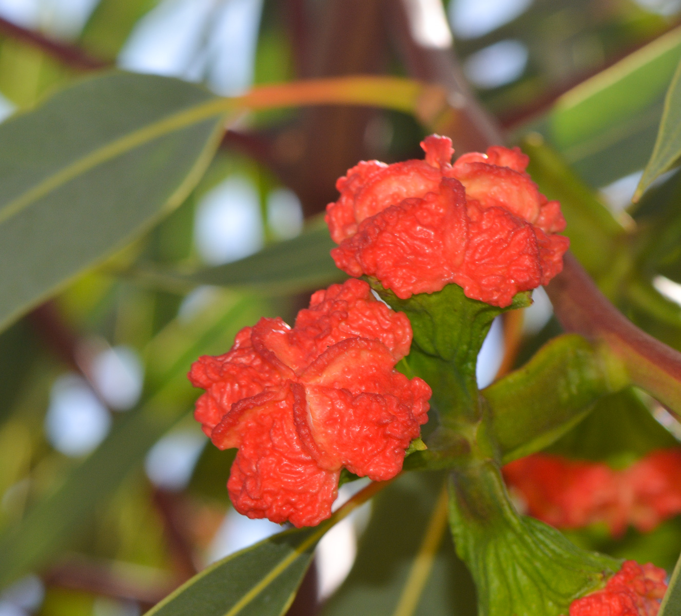 Image of Eucalyptus erythrocorys specimen.