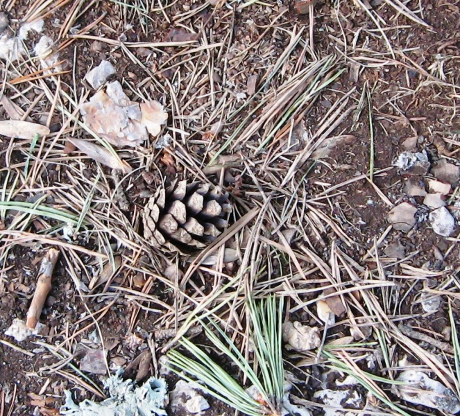 Image of Pinus sylvestris specimen.