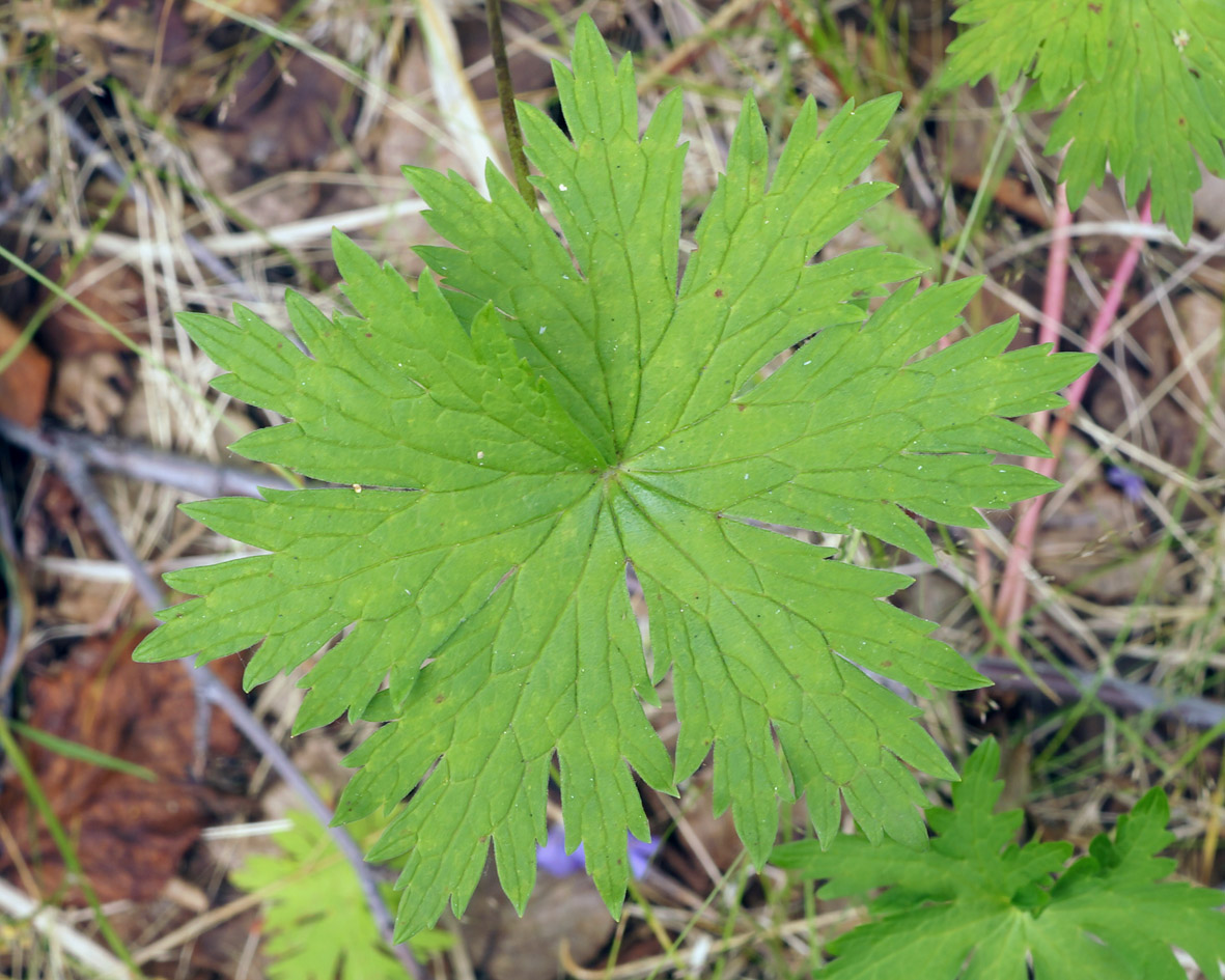 Image of Geranium erianthum specimen.